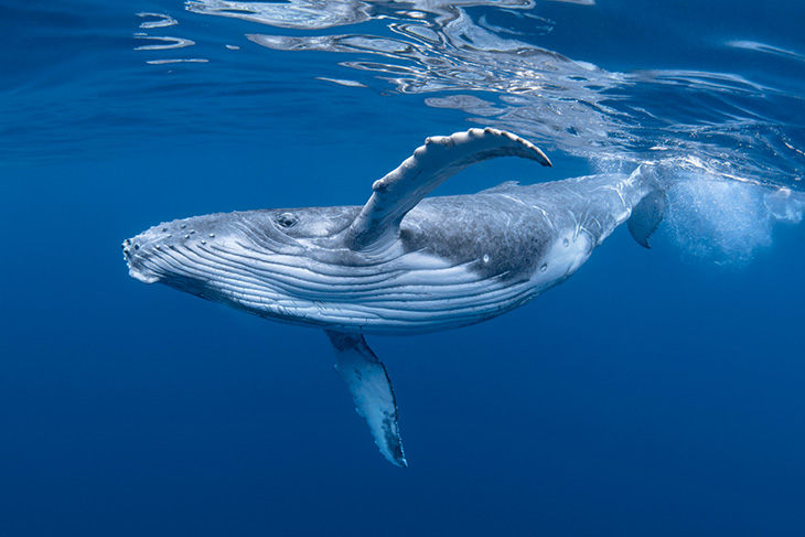 Walvissen eten 3 miljoen deeltjes microplastic per dag