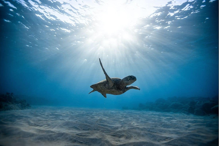 Waarom permanent beschermde mariene gebieden niet afdoende zijn om bedreigde diersoorten te beschermen