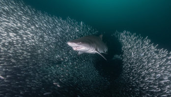 North Carolina: Tijd voor haaien!