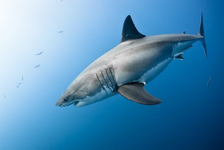 Aantal haaienbeten neemt voor het eerst in drie jaar tijd toe