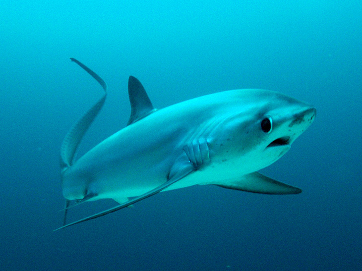 Thresher Shark Divers: «Voshaaien zien we dagelijks hier op Malapascua»