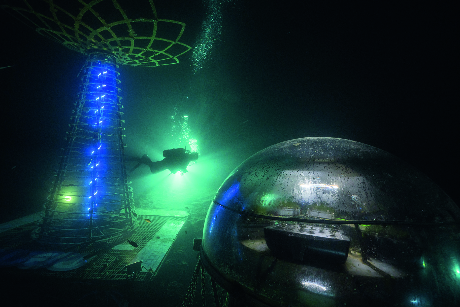 Nemo’s Garden: Italiaanse onderwaterbasilicum succesvol gekweekt