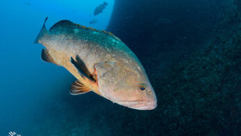 Les Illes Hotel & Diving