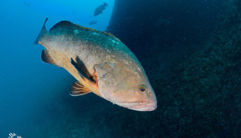 Les Illes Hotel & Diving