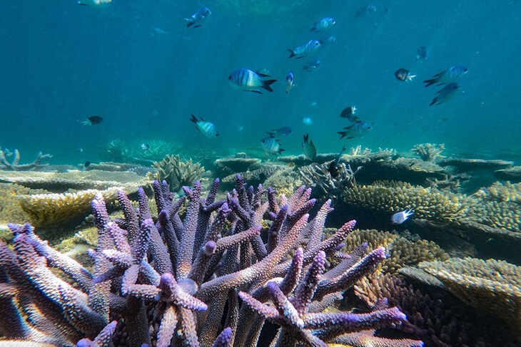 Great Barrier Reef veerkrachtiger dan gedacht