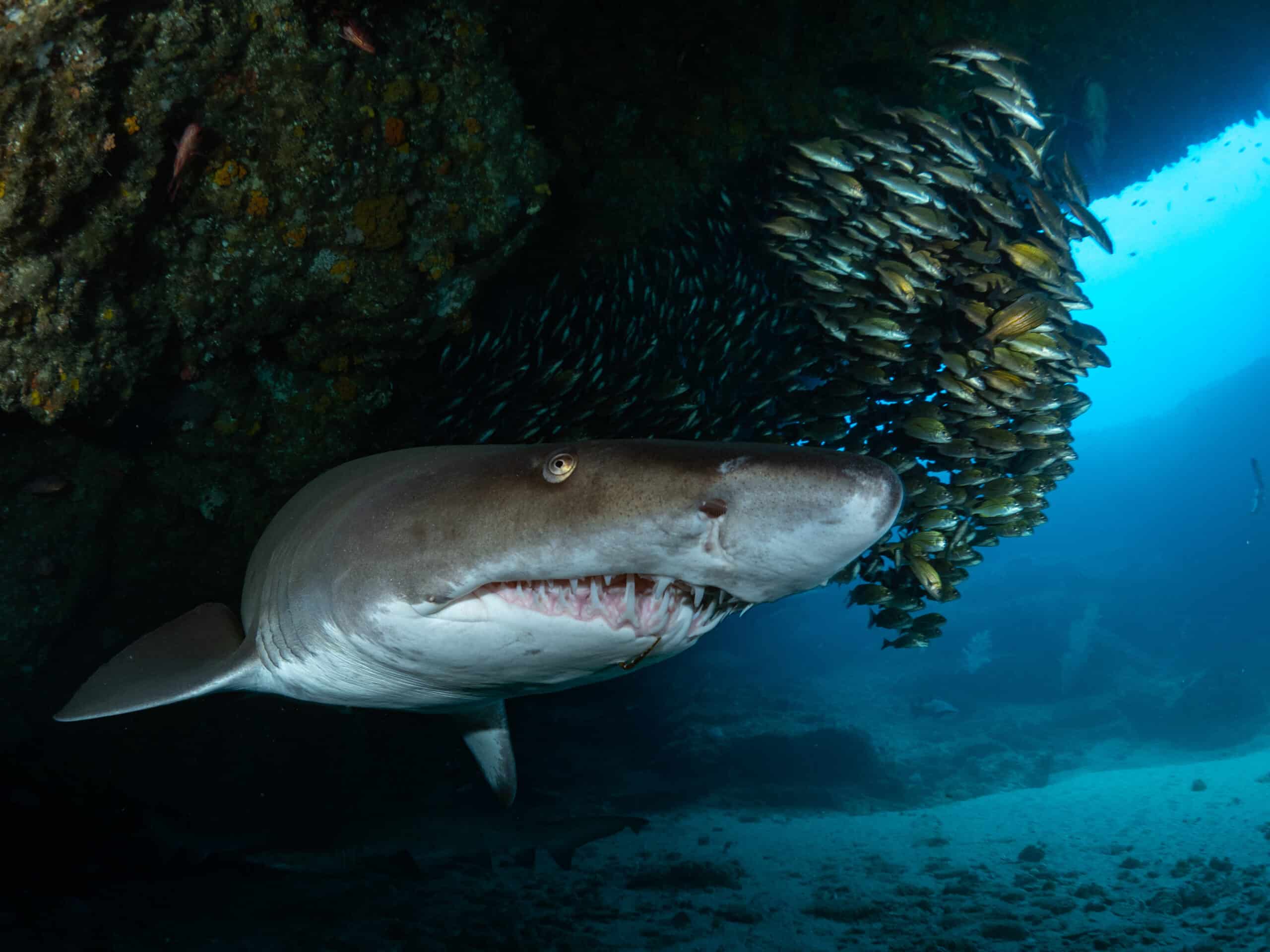 Duikvakantie Zuid-Afrika: haaien, haaien en nog eens…