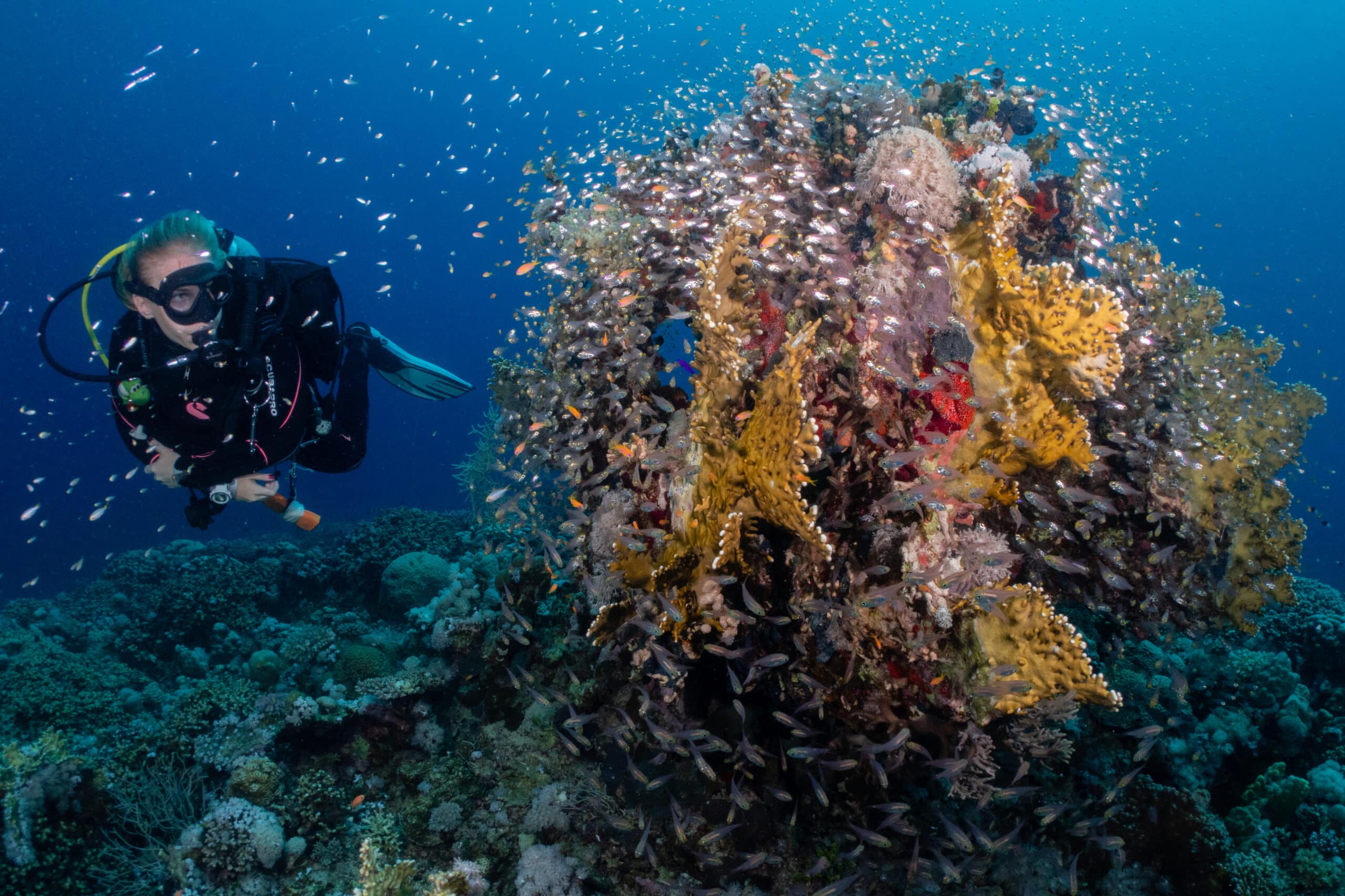 Red Sea Diving Safari, altijd iets nieuws te ontdekken
