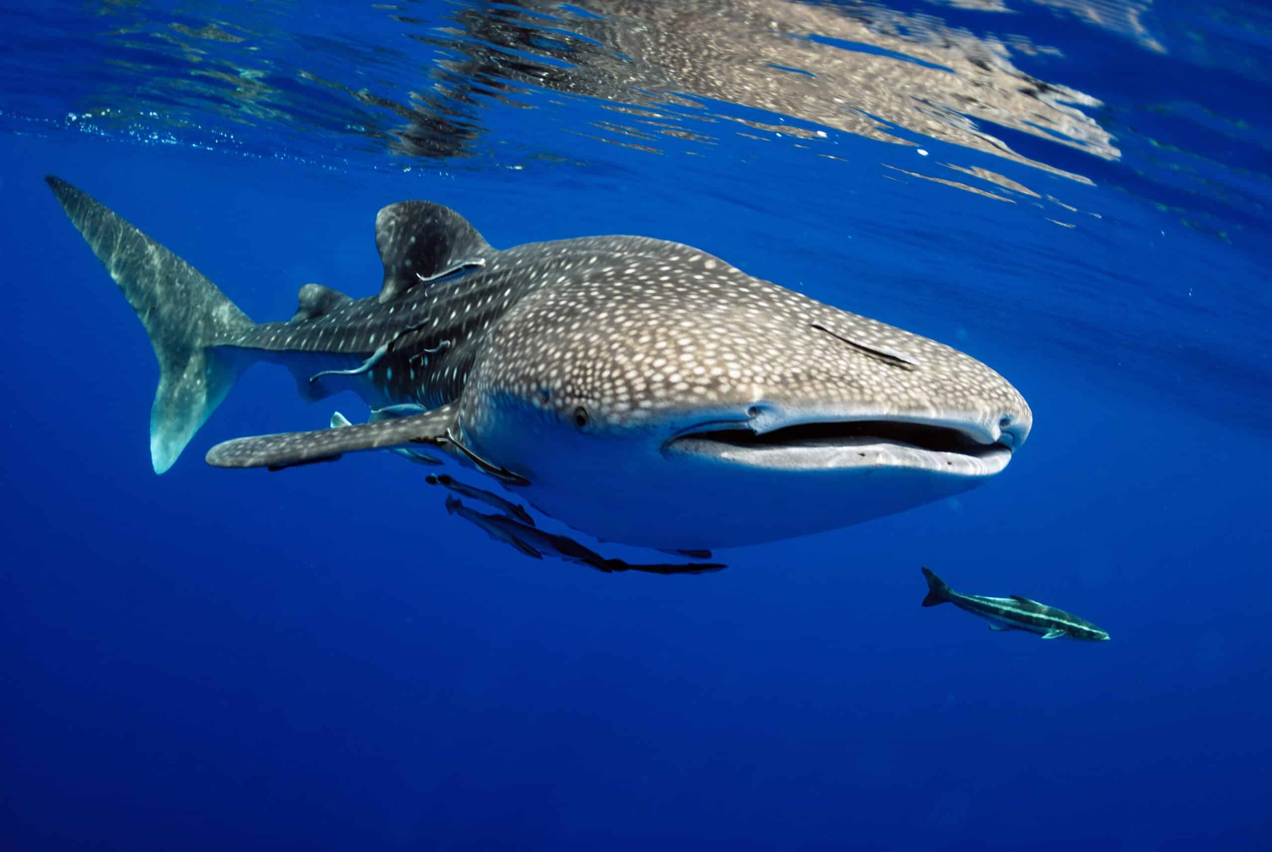 Happy Whale Shark Day