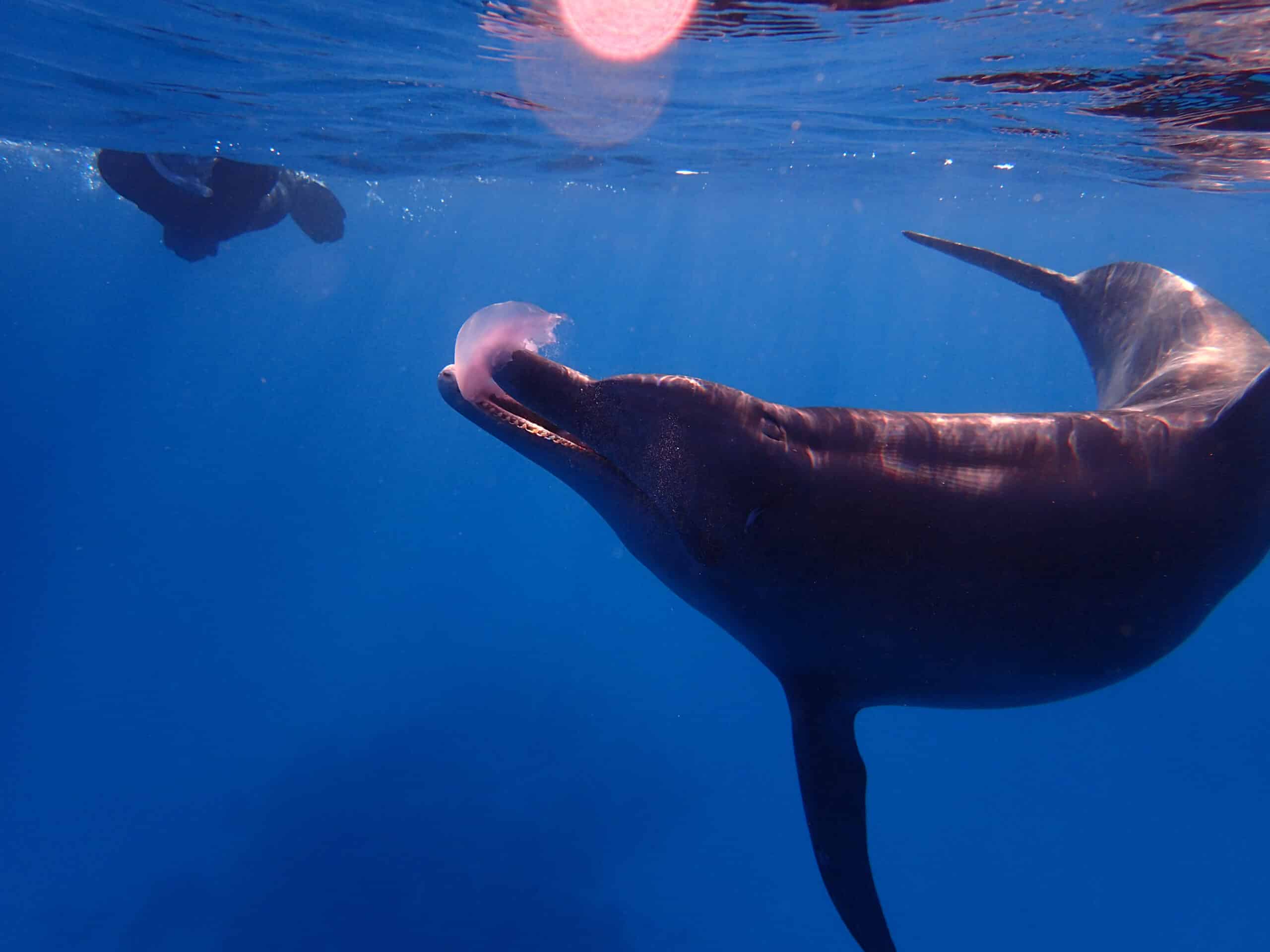 Dolfijnkarma: met dolfijnen duiken in Egypte