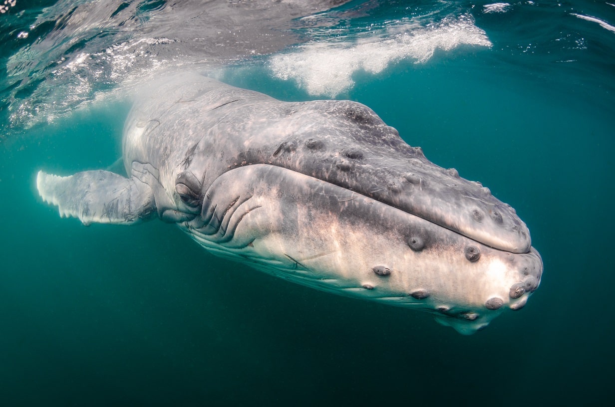 Lezing fotograaf Joost van Uffelen over de veranderde relatie tussen walvissen en mensen 