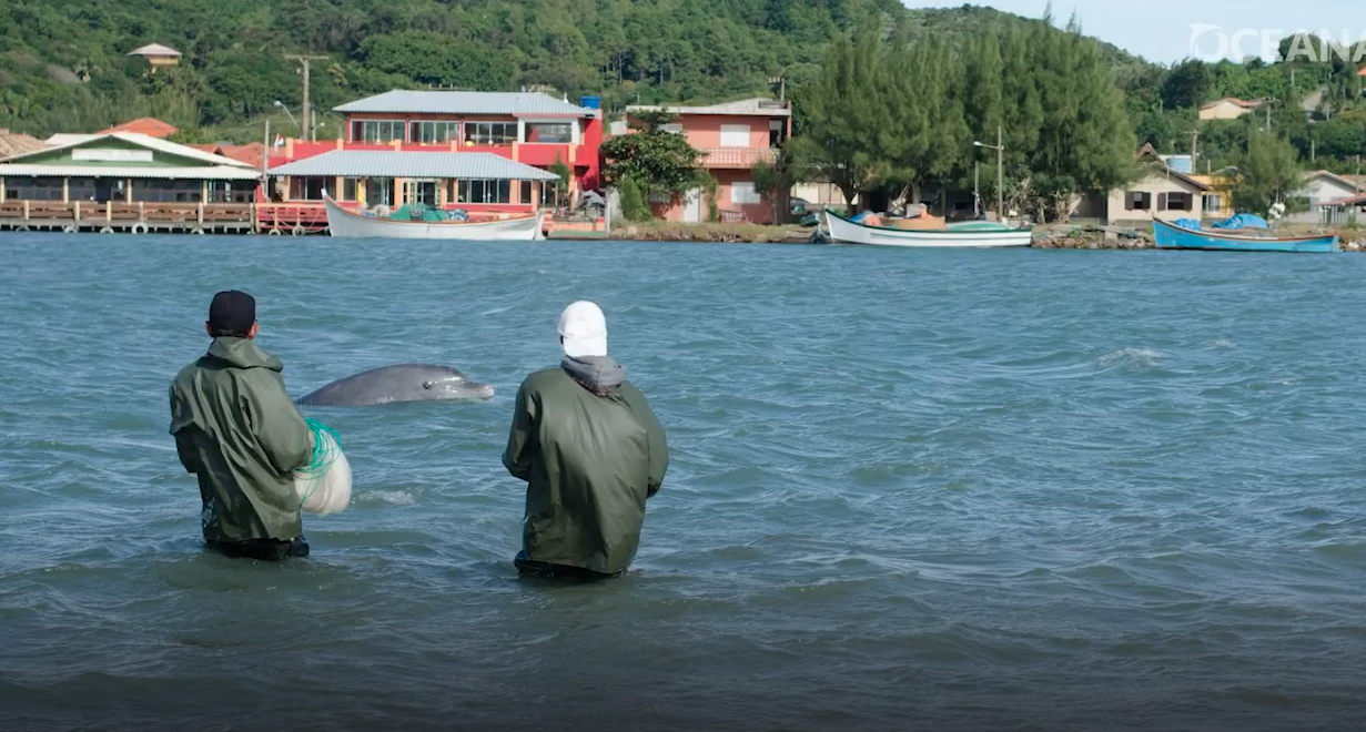 Dolfijnen en vissers werken samen