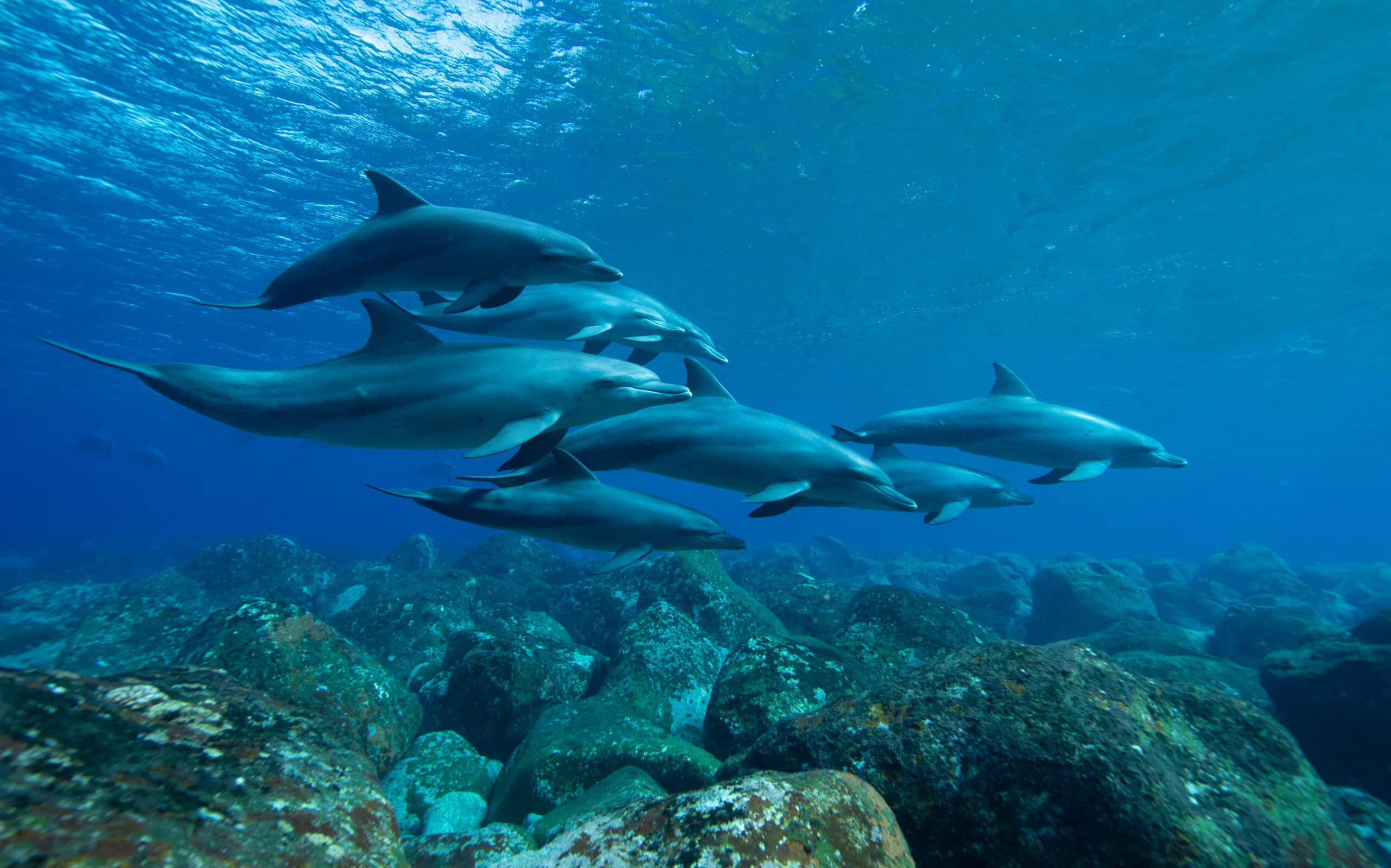 Sinds begin winter meer dan 900 dolfijnen dood aangespoeld