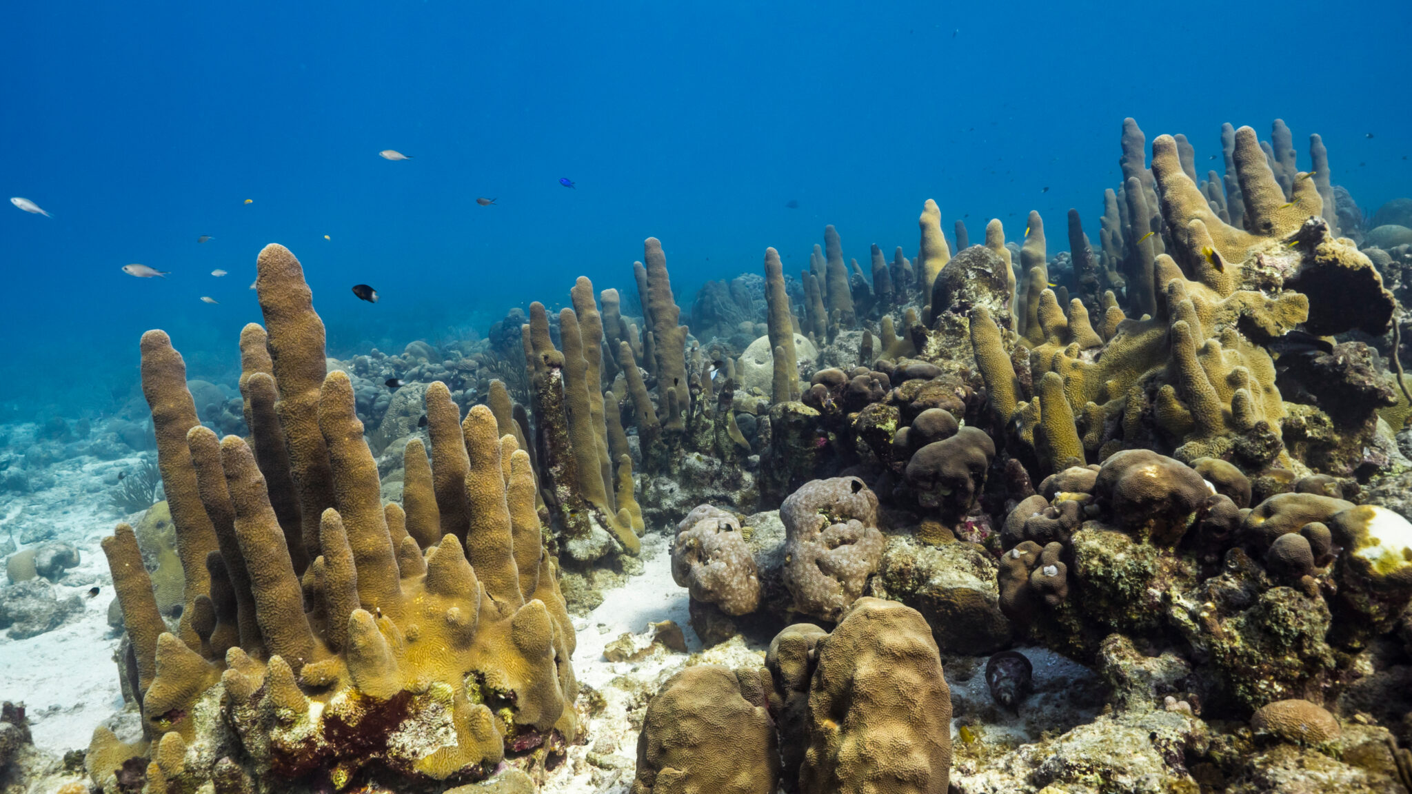 Verzoek van WNF aangaande foto’s van het koraalrif