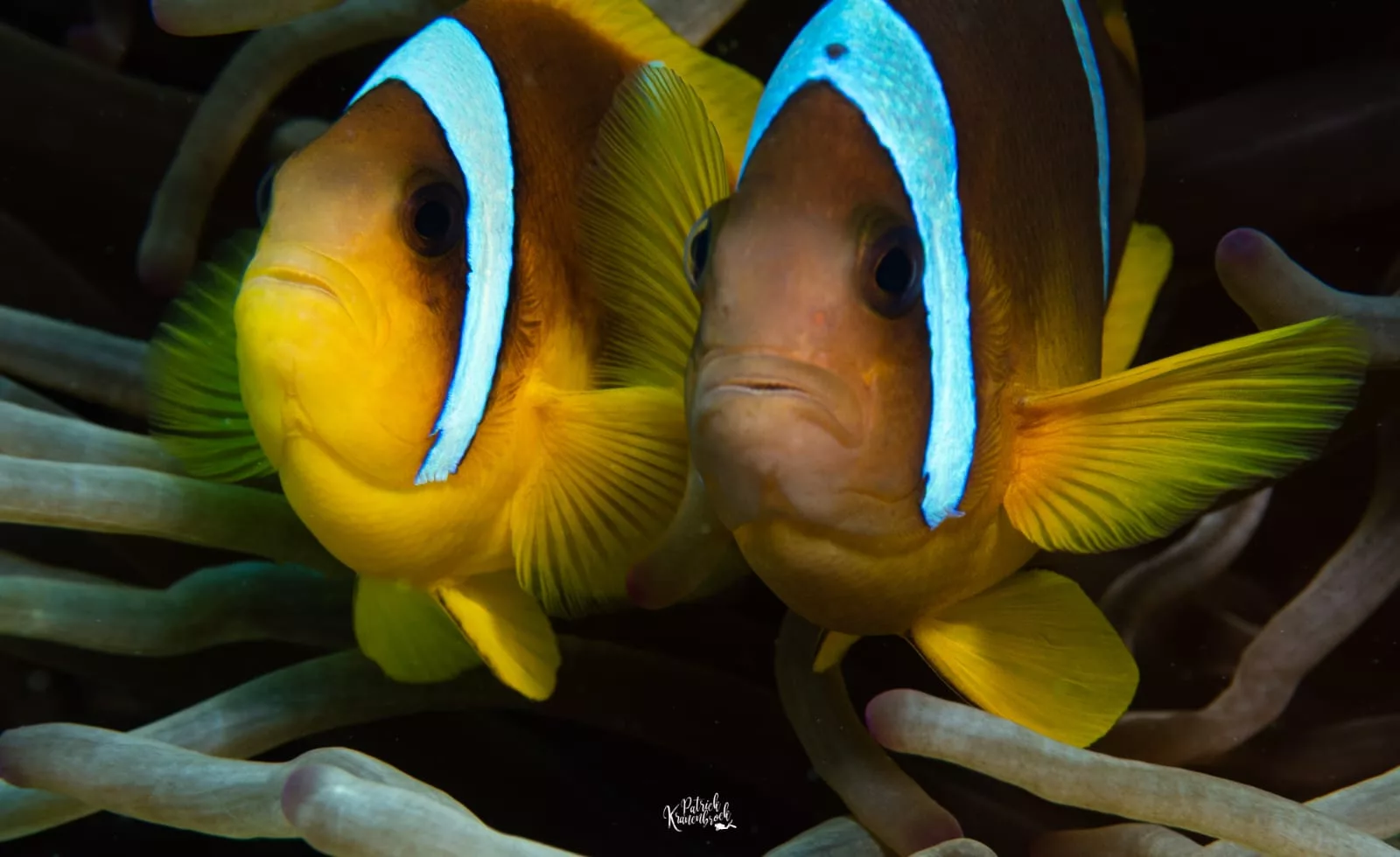 “De Kleurrijke Clownvis: De Grappenmaker van de Zee” 