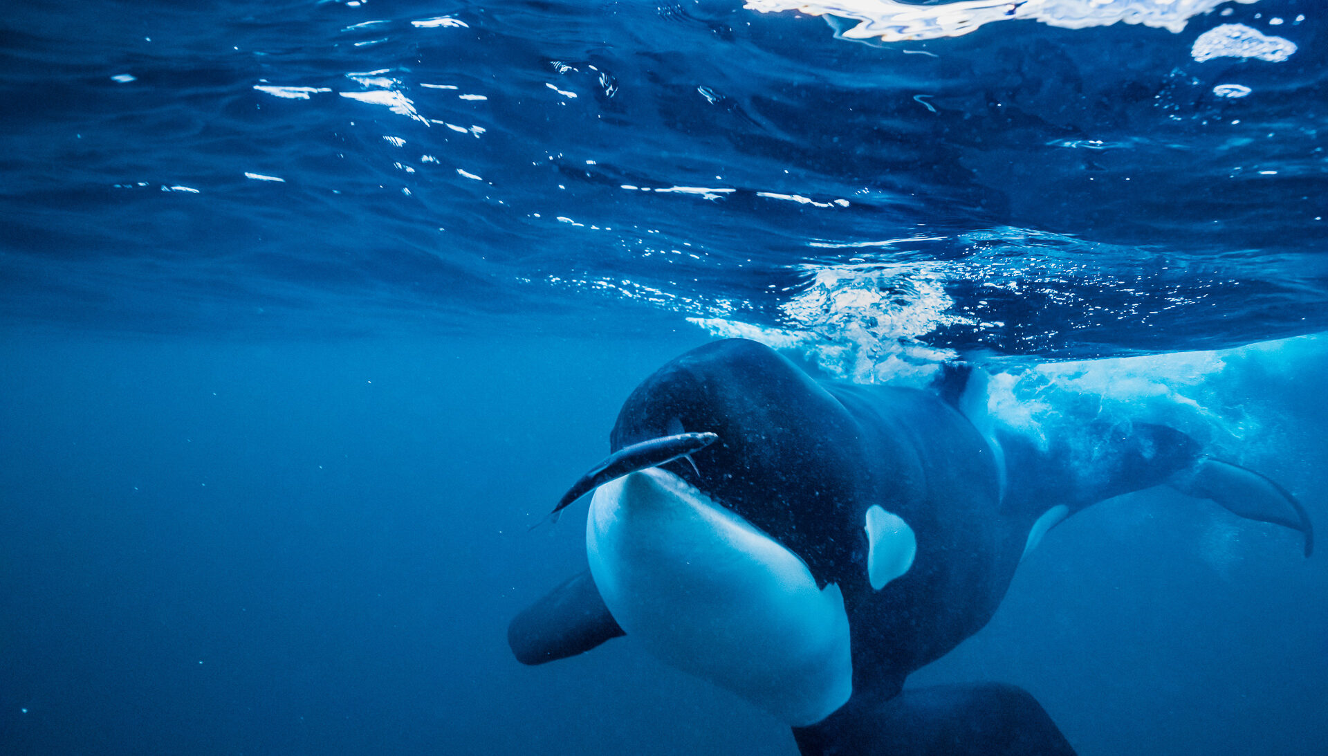 Groepsreis 2025: Snorkelen met orka’s en bultruggen in Noorwegen