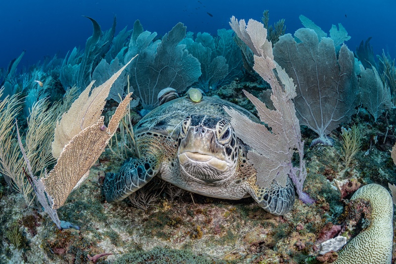 Turtle City 3