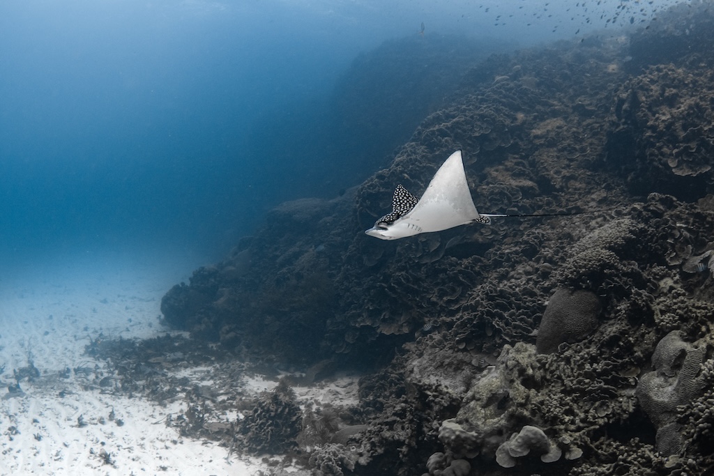 White Hole - Eagle Ray