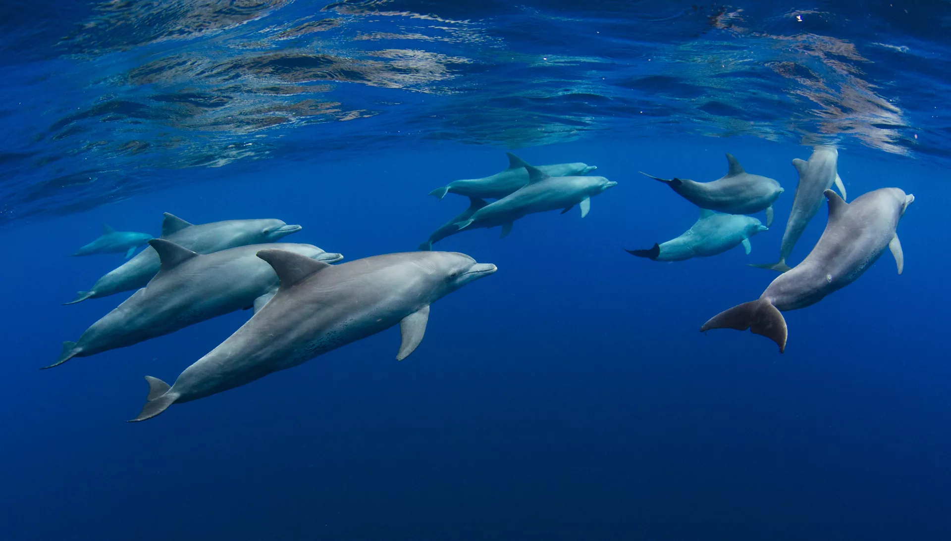 Frankrijk neemt drastische maatregel om dolfijnen te redden: tijdelijk visserijverbod