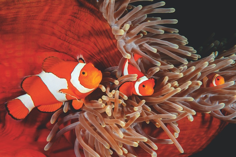 Gevonden!!! Nemo.
