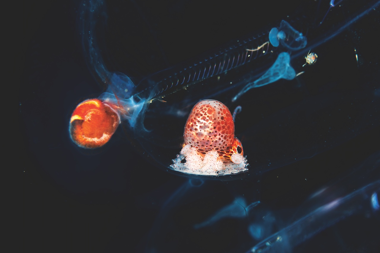 Met blackwaterdiving zien we de meest bijzondere zeedieren.